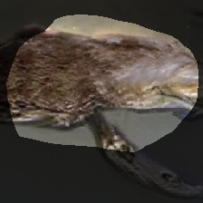 layer1-249