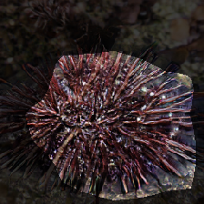 layer0-220