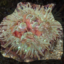 layer0-227