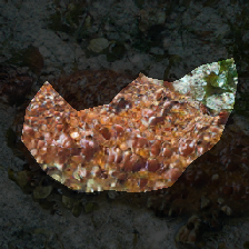 layer0-1214