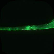 layer0-662