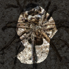 layer0-679