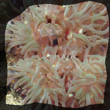 layer0-493