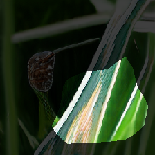 layer0-499