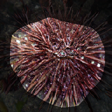 layer0-1100