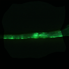 layer0-161