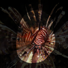 layer0-529