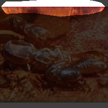 layer0-1129