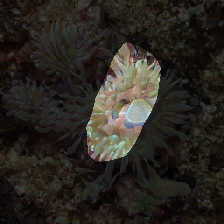 layer0-538