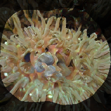 layer0-1355
