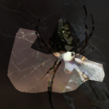 layer0-555