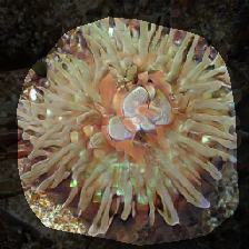 layer0-557