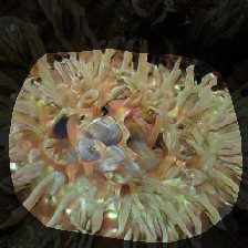 layer0-557