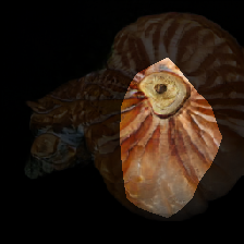 layer0-559