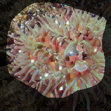 layer0-1368