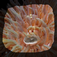 layer1-668
