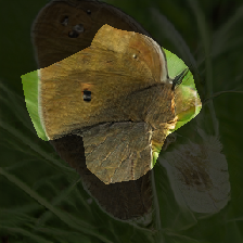 layer0-1439