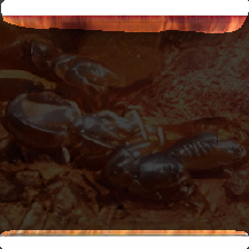 layer2-317