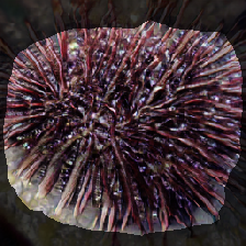layer2-521