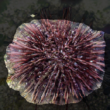 layer2-521