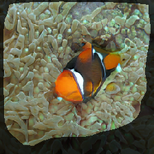 layer1-116