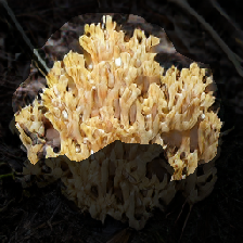 layer2-537