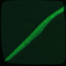 layer2-570
