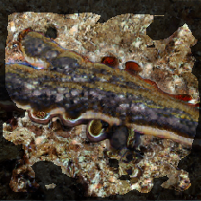 layer2-407