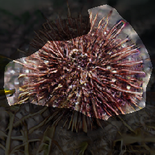 layer0-855