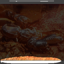 layer2-445