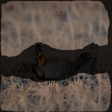 layer2-455