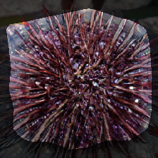 layer0-1448