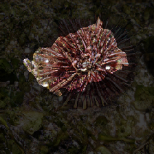 layer2-487