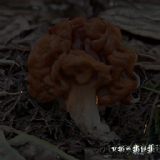 layer4-62