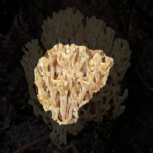layer2-243