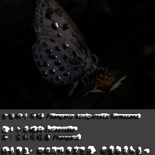 layer1-177