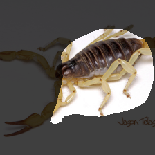 layer4-1718
