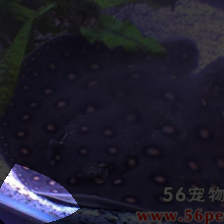 layer4-264