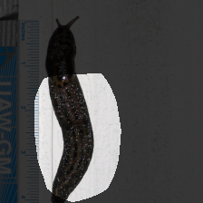 layer4-377