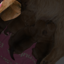 layer4-1664