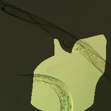 layer4-1148