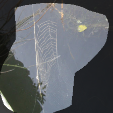 layer4-262
