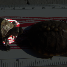 layer4-1695