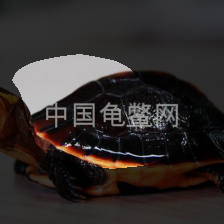 layer4-430