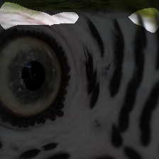 layer3-551