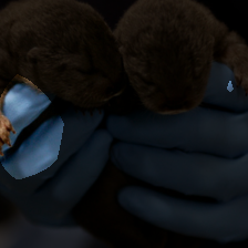 layer4-1487