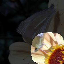 layer4-1516