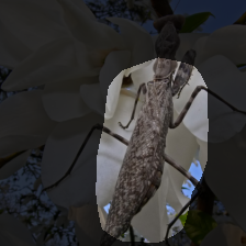 layer4-719