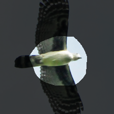 layer4-1124