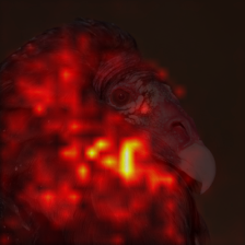 1006_1_attn.png